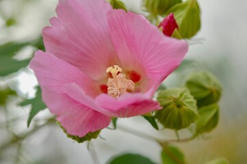 1輪のピンクの花が開花している