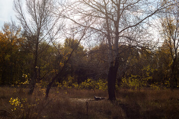 autumn in the forest