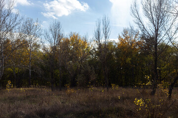 Obraz premium autumn in the forest
