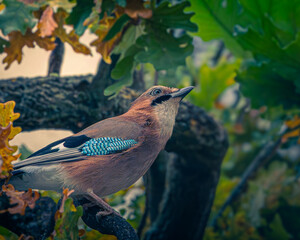 Jaybird looking for a snack