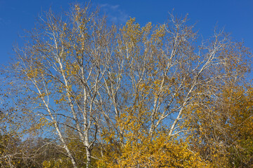 Fototapeta premium autumn in the forest