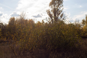 autumn in the forest
