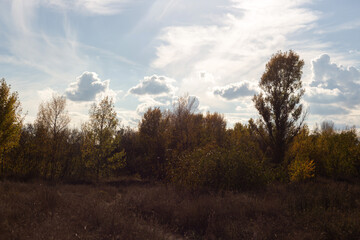 Obraz premium sunset in the forest
