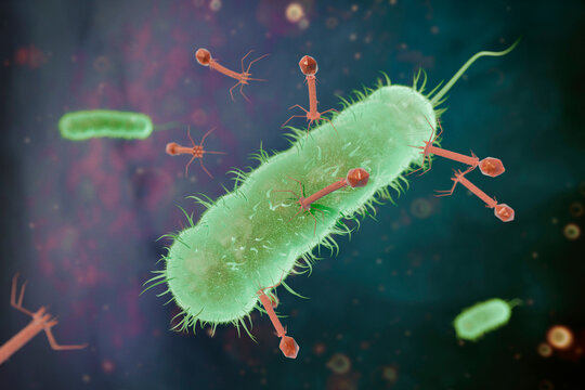 Bacteriophages Attack a Bacterium