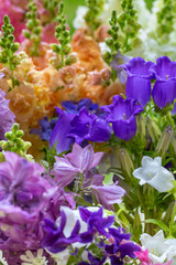 Close up of freshly cut pastel colored spring flowers. Beautiful delphinium, canterbury bells and snapdragons. Blooms detail shot.