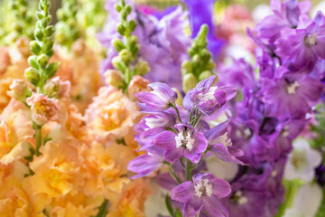 Close up of freshly cut pastel colored spring flowers. Beautiful delphinium, canterbury bells and snapdragons. Blooms detail shot.