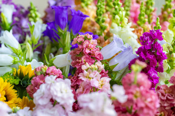 Close up of freshly cut spring flowers in various colors. Beautiful matthiola, canterbury bells and snapdragons. Blooms detail shot.