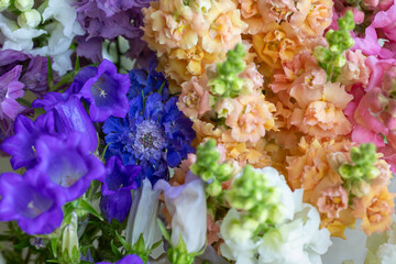Close up of freshly cut spring flowers in various colors. Pastel colored snapdragons, canterbury bells and more spring flowers. Blooms detail shot.
