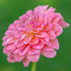 Pink runner dahlia flower close up.