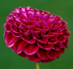 Ivanetti dahlia flower close up.