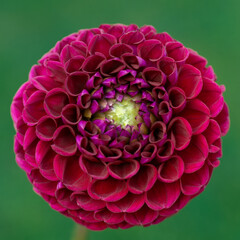 Ivanetti dahlia flower close up.