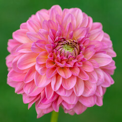 Pink runner dahlia flower close up.