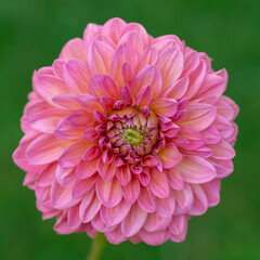 Pink runner dahlia flower close up.