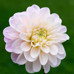 Sweet nathalie dahlia flower close up.