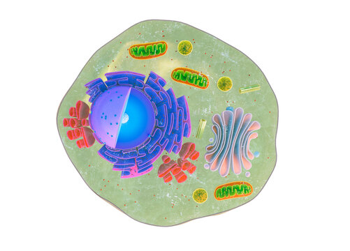 Cutaway of Eukaryotic Animal Cell