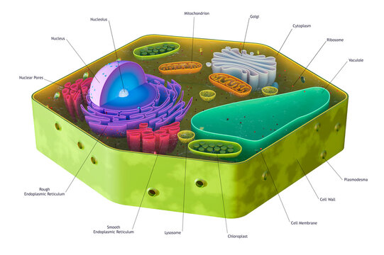 Artwork showing plant cell structure