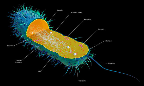 Cutaway of a Prokaryotic Cell