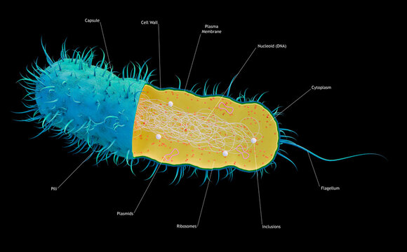 Cutaway of a Prokaryotic Cell