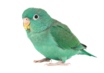 Isolated Green Pacific Parrotlet Bird Perched, Exotic Pet with Yellow Beak and Bright Plumage