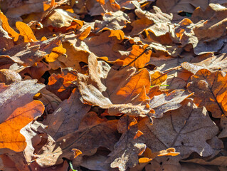 Fallen autumn oak leaves are covered with frost
