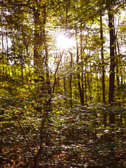 Deutscher Wald im Herbst: Sonne scheint durch das bunte Laub der Bäume