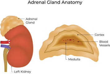 Adrenal Gland Anatomy and Internal Structure Vector Illustration