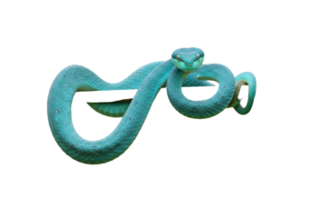 Isolated, blue pit viper coiled and looking at camera with scales, venomous snake on neutral ground