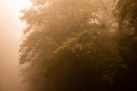 Ambiance d'automne dans la for&ecirc;t, grands arbres &agrave; feuilles dans la brume, lumi&egrave;re blanche en arri&egrave;re-plan