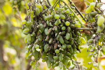 Grape disease. White grapes rot on the vine. Crop infected by gray mold. Botrytis cinerea