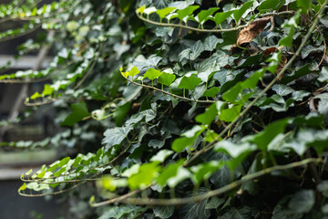 Hedera helix hibernica plant with fresh shiny green leaves growing in nature on sunny day