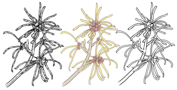 Vector of Witch hazel outline and line art