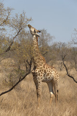 Giraffe (Giraffa giraffa) stretching to eat acacia leaves. Taken in Kruger National Park, South Africa.