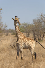 Giraffe (Giraffa giraffa). Taken in Kruger National Park, South Africa.
