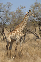 Giraffe (Giraffa giraffa) amongst acacia trees. Taken in Kruger National Park, South Africa.