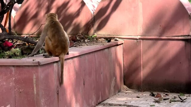 Monkeys running and jumping through an old building