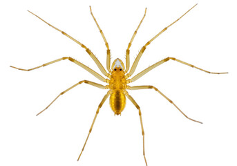 Isolated translucent long-legged spider in clear focus, arthropod with a golden body color
