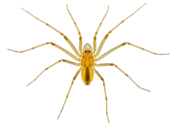 Isolated translucent long-legged spider in clear focus, arthropod with a golden body color