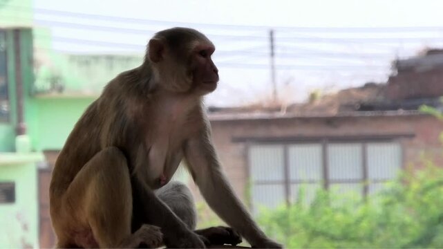 A monkey resting on the top of an old building