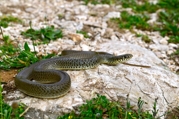 Balkan-Zornnatter // Balkan whip snake (Hierophis gemonensis) - Peloponnes, Griechenland