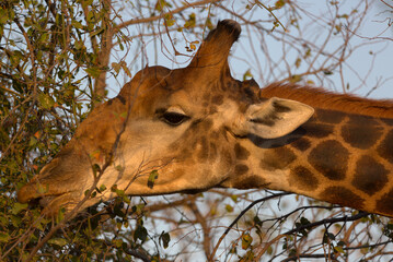 Giraffe (Giraffa giraffa) eating tree leaves. Taken in Kruger National Park, South Africa.