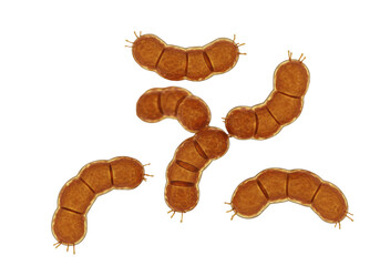 Streptomyces bacteria PNG isolated on transparent background, filamentous bacteria with chains of spores for microbiology and scientific research