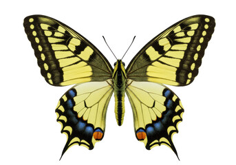 Swallowtail butterfly PNG isolated on transparent background, yellow and black insect with intricate wing patterns for design projects