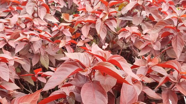 Acalypha wilkesiana shines with vivid red and copper leaves, symbolizing energy, beauty, and the vibrant spirit of tropical nature.