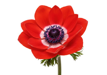 Vibrant red anemone flower isolated on transparent background, poppy-like bloom with dark center for botanical design and spring themes