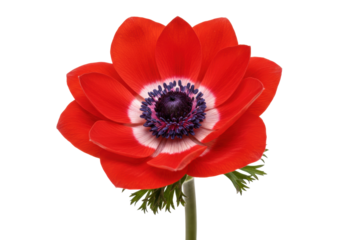 Vibrant red anemone flower isolated on transparent background, poppy-like bloom with dark center for botanical design and spring themes