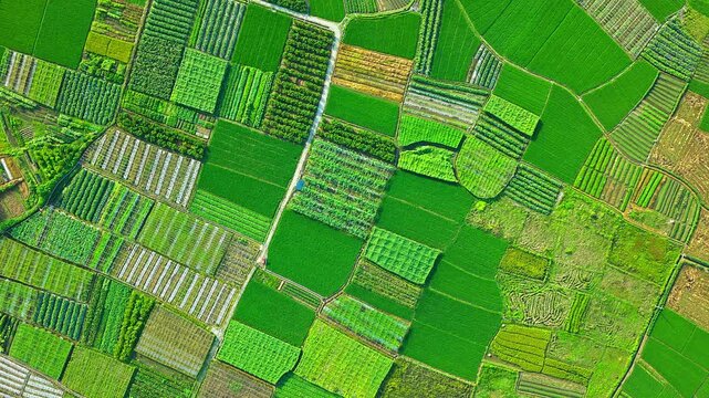 Aerial shot of the green agricultural fields in the rural. Top view.