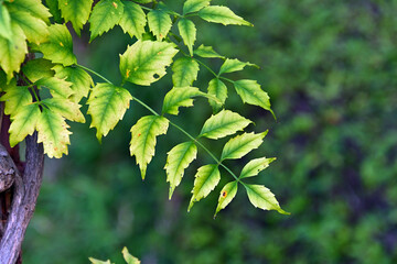 黄緑色に色づいたノウゼンカズラの葉っぱ