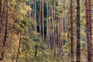 Obraz premium pine forest in autumn