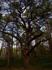 trees in the park