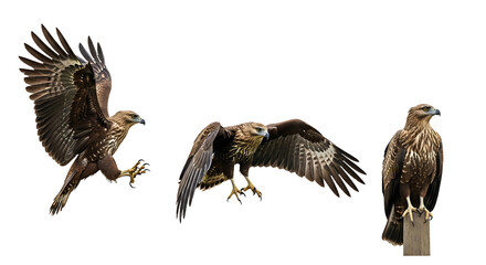Obraz premium Collection of three majestic brown eagles in different poses.